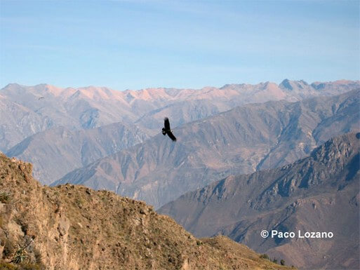 Cóndor en el Cañón del Colca (los Andes, Perú)