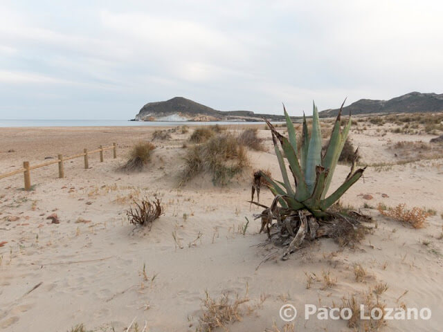 Playa en Cabo de Gata