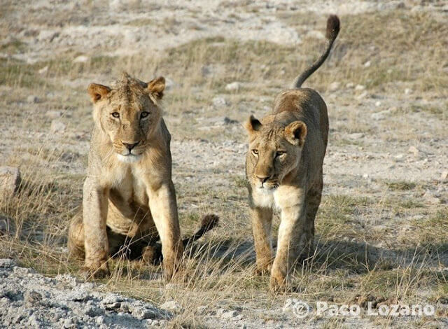 Leones en Amboseli