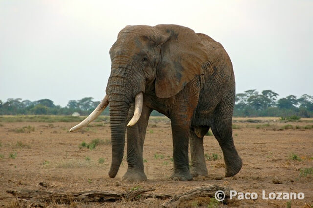Elefante africano en Amboseli
