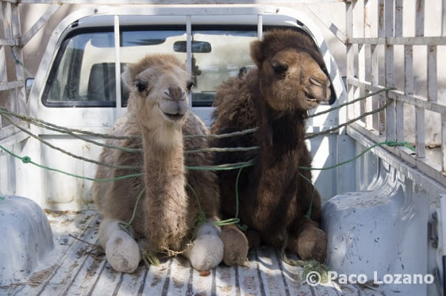 Camellos en el zoco de Douz, Túnez