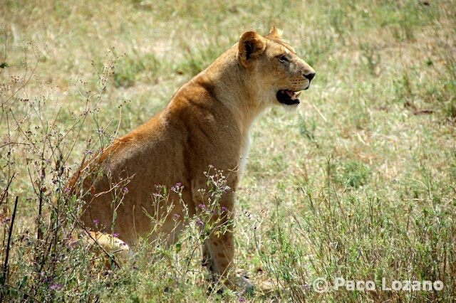 Leona en el Serengeti, Tanzania
