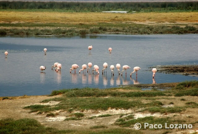 Flamencos rosas en el Ngorongoro, Tanzania