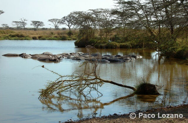 Hipopótamos en el Serengeti, Tanzania