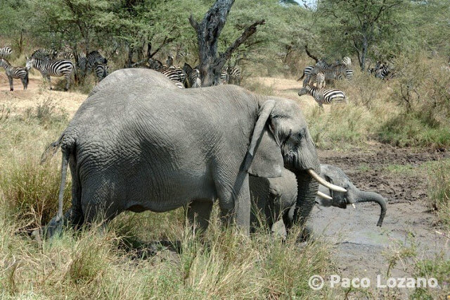 Elefantes refrescándose en el Serengeti